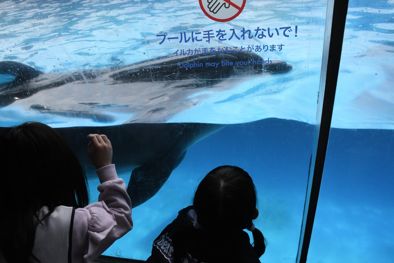 シャチ、、「ブールに手を入れないで！ イルカが手おがせるとがあります Dalphinmaybite.yourhinds. bite your'ha Dolphin Dolphinmaybite may bite.yourihands. urh T」というテキストの画像のようです